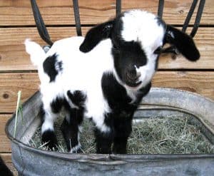 baby goat