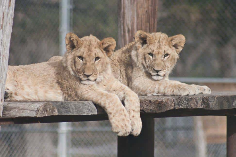 Denver-Zoo-lions