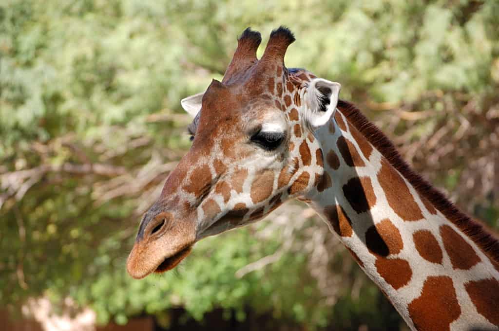 Denver-zoo-giraffe